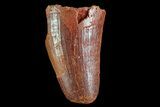 Cretaceous Fossil Crocodile Tooth - Morocco #72768-1